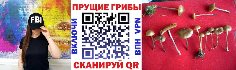 Псилоцибиновые грибы Cubensis  Кольчугино 